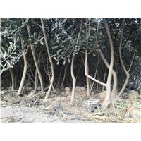 甘肃油橄榄苗