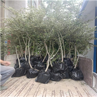 甘肃花椒苗基地