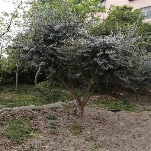 甘肃油橄榄苗价格