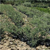 兰州市油橄榄苗种植基地