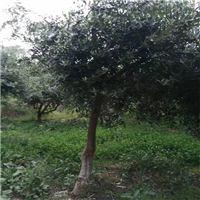 甘肃油橄榄种植地区