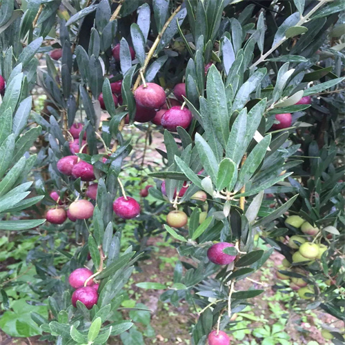 甘肃花椒苗基地