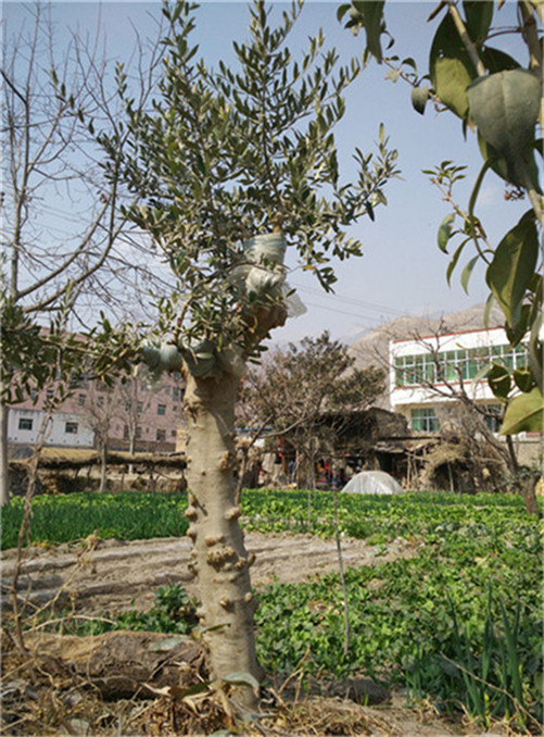 甘肃油橄榄树苗