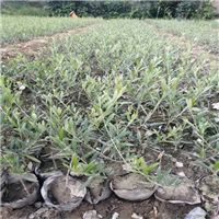 湖北油橄榄苗