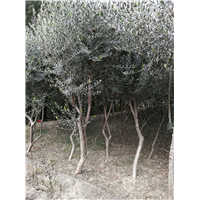 甘肃油橄榄树苗