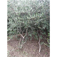 甘肃橄榄苗