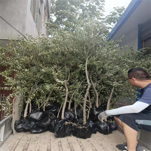 甘肃橄榄苗