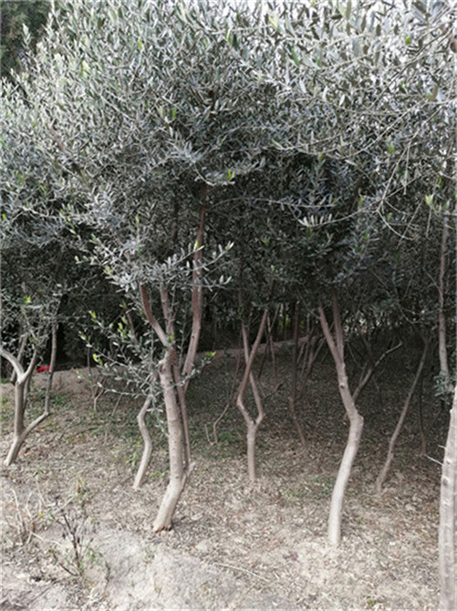 甘肃油橄榄树苗