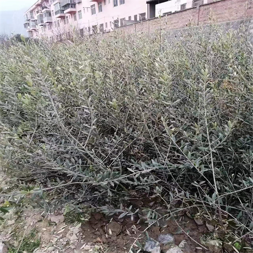 甘肃油橄榄苗