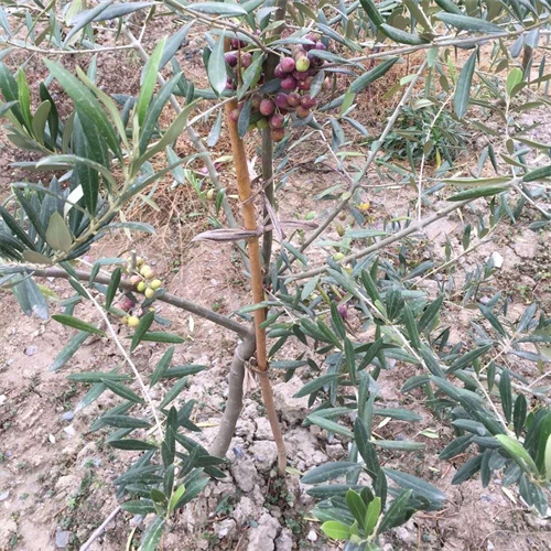 甘肃省产花椒有几个县花椒种植基地