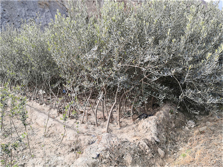 甘肃油橄榄苗