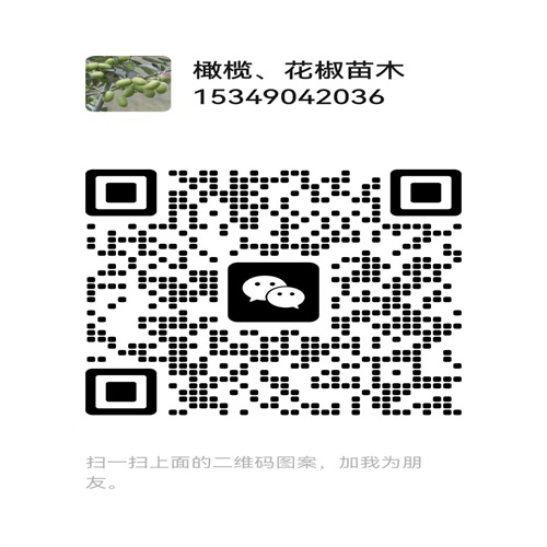 甘肃武都梅花花椒苗批发