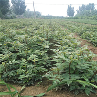 甘肃花椒苗基地在哪里