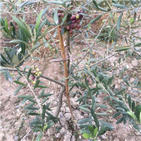 甘肃省产花椒有几个县花椒种植基地