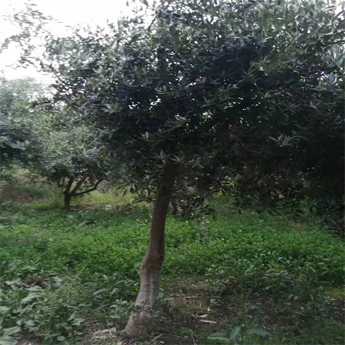 甘肃油橄榄种植地区
