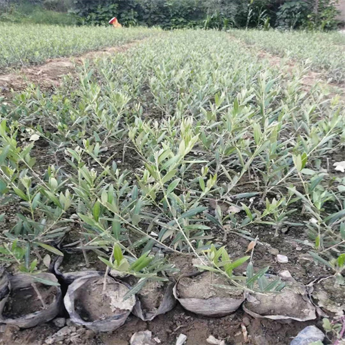湖北油橄榄苗