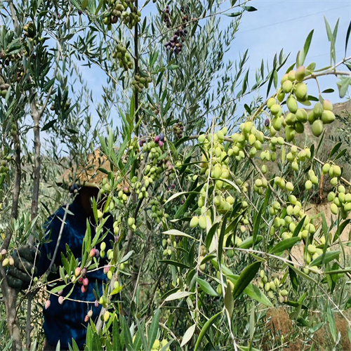 中国油橄榄树种植区