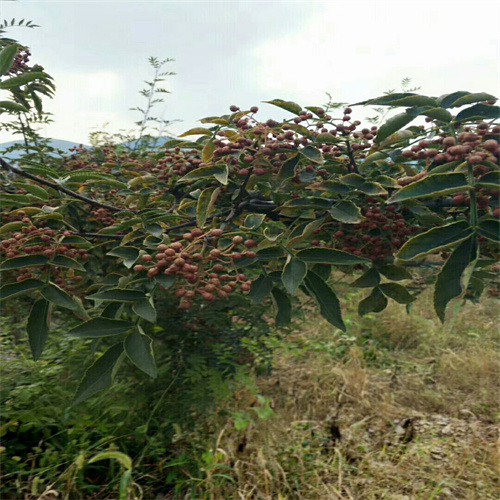 甘肃花椒苗基地批发价格