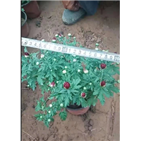 青州国庆菊价格-山东宿根草花 