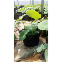 青州菊花 