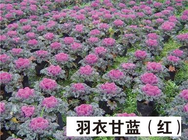 山东供应草花-羽衣甘蓝 