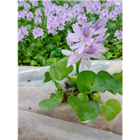 青州水生植物-凤眼莲/水葫芦价格 