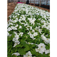 山东牵牛花|青州宿根草花 
