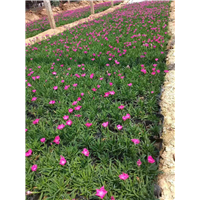 草花批发-青州欧石竹 