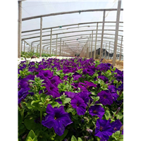 青州牵牛花|青州草花 