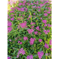 山东地被-粉色绣线菊 
