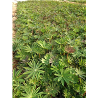 羽扇豆批发 