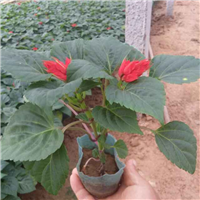 山东草花-青州一串红 
