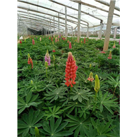 山东宿根草花-青州羽扇豆/鲁冰花 