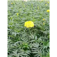 山东供应草花-万寿菊 