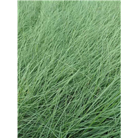 山东宿根草花-粉黛乱子草 