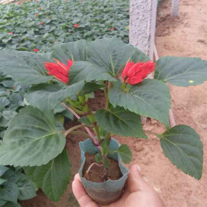 山东供应草花-一串红 