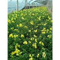 山东草花-金鱼草 