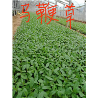 山东宿根草花-马鞭草价格 