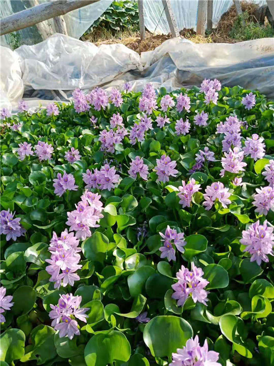山东水生植物-水葫芦/凤眼莲 