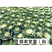 山东供应草花-羽衣甘蓝 