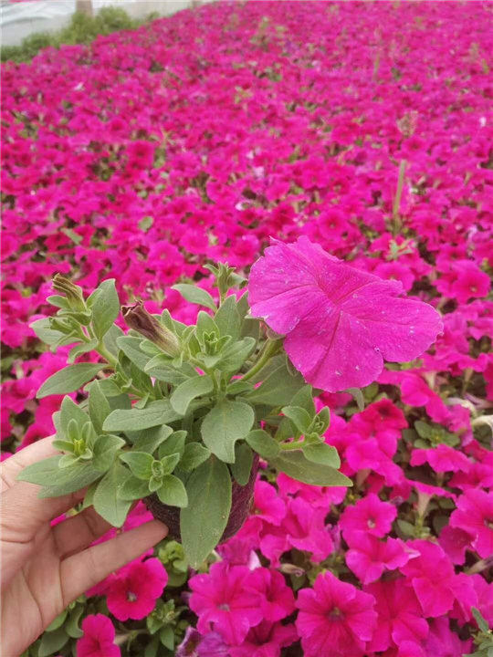 山东宿根花卉-矮牵牛 