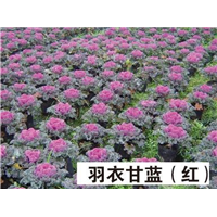 山东供应草花-羽衣甘蓝 