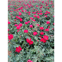山东宿根花卉-月季 