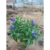青州兰花鼠尾草 