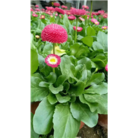 黄楼雏菊 