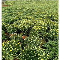 国庆菊/千头菊价格 