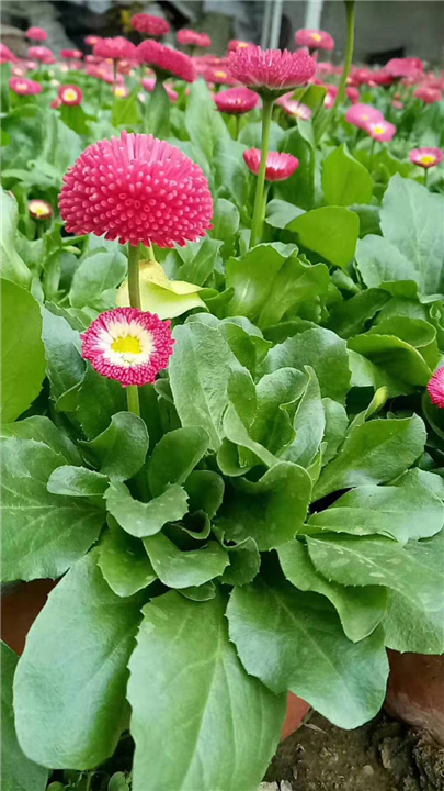 黄楼雏菊 