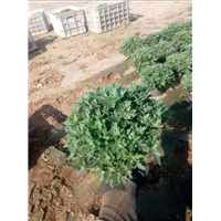 山东国庆菊-青州草花 