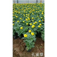 山东宿根花卉-孔雀草 