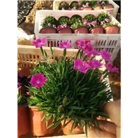 青州草花-欧石竹基地 
